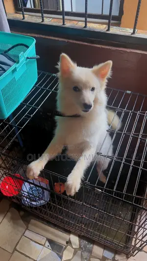 6-12 months Male Purebred American Eskimo