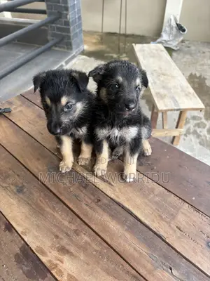 1-3 months Female Purebred German Shepherd
