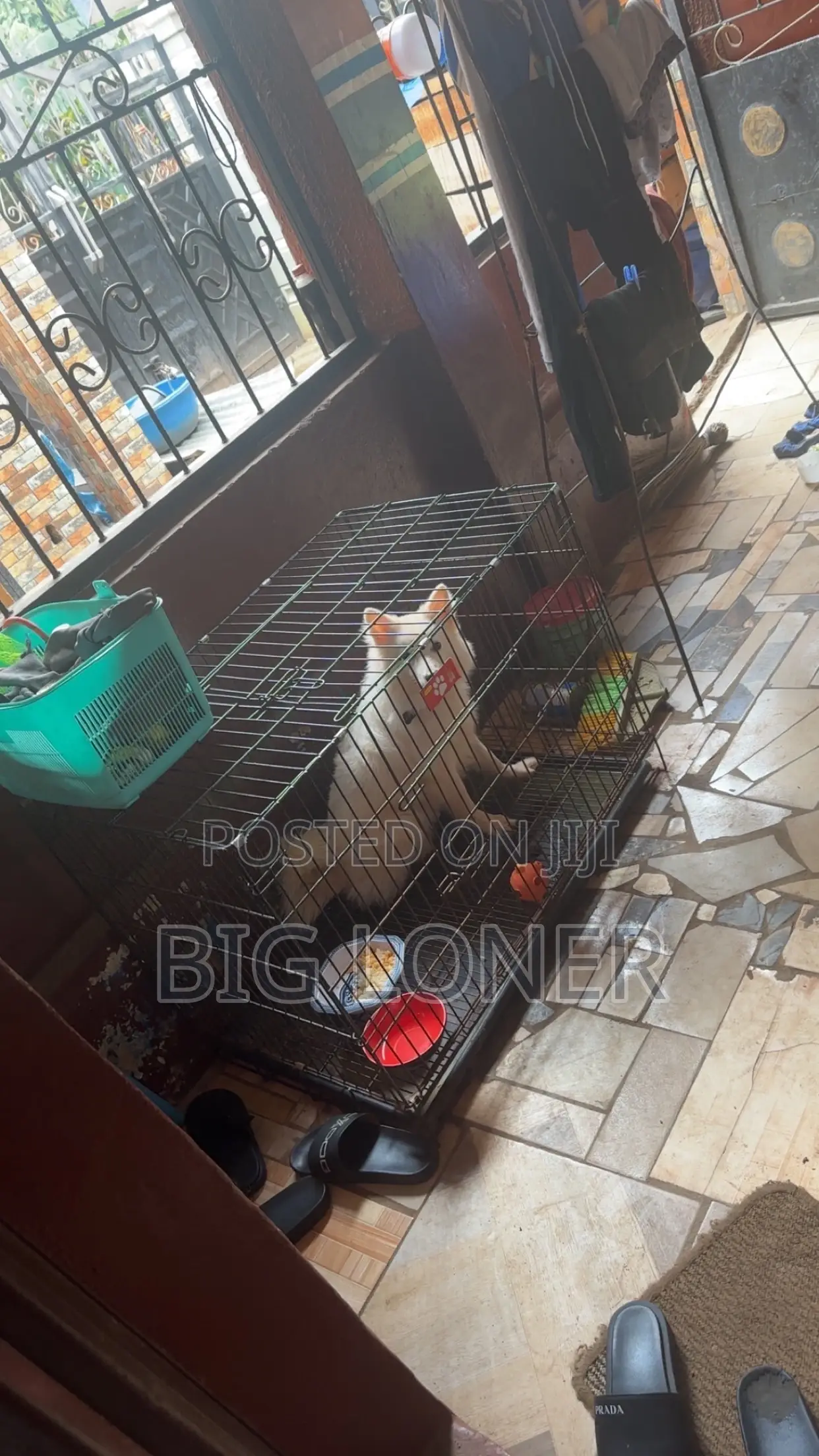 Collapsible Dog Cage for Sale