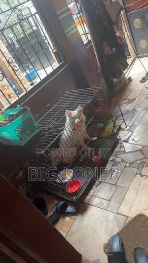 Collapsible Dog Cage for Sale