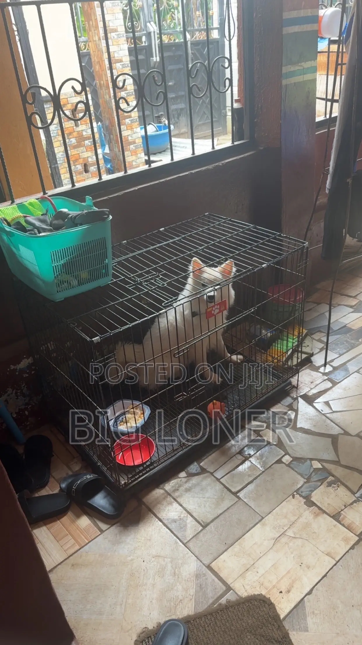 Collapsible Dog Cage for Sale