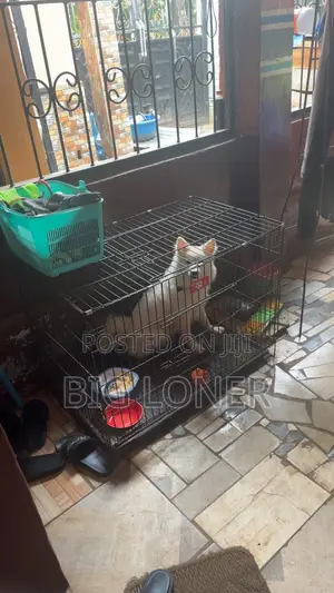 Collapsible Dog Cage for Sale