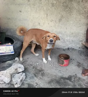 1+ year Female Purebred Dog