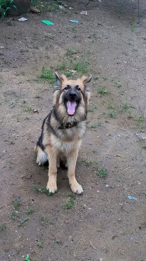 6-12 months Male Purebred German Shepherd