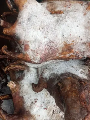 Roasted and Frozen Bushmeat