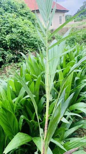 Tenera Oil Palm 9month Old Seedlings