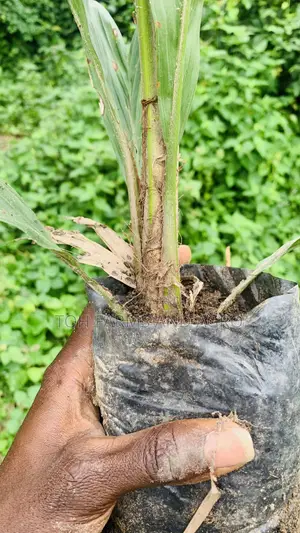 Tenera Oil Palm 9month Old Seedlings