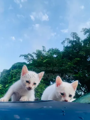 1-3 months Female Mixed Breed Cat