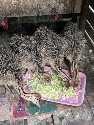 Young Ostrich