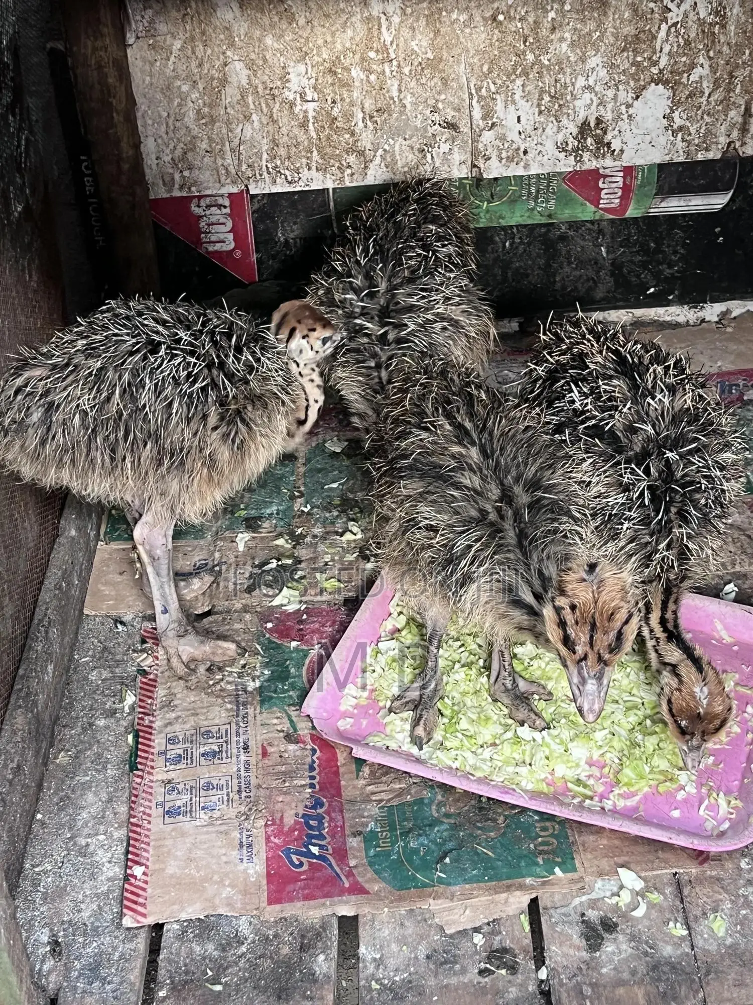 Young Ostrich