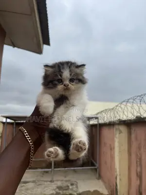 1-3 months Female Purebred Persian