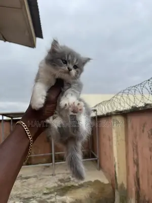 1-3 months Female Purebred Persian