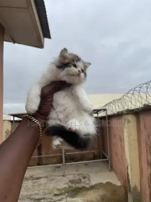 1-3 months Male Purebred Persian
