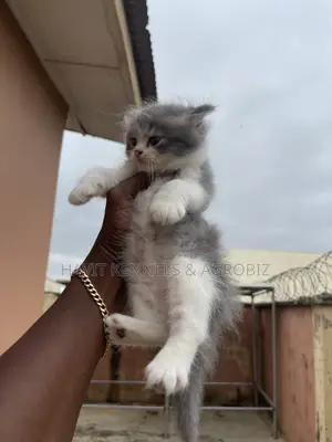 1-3 months Male Purebred Persian