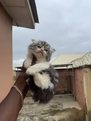 1-3 months Male Purebred Persian