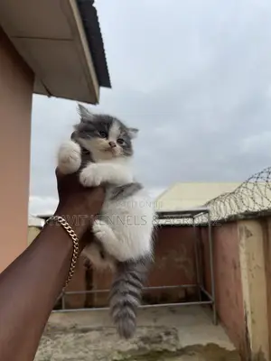 1-3 months Male Purebred Persian