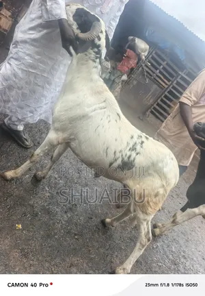 Life Goats at Affordable Prices