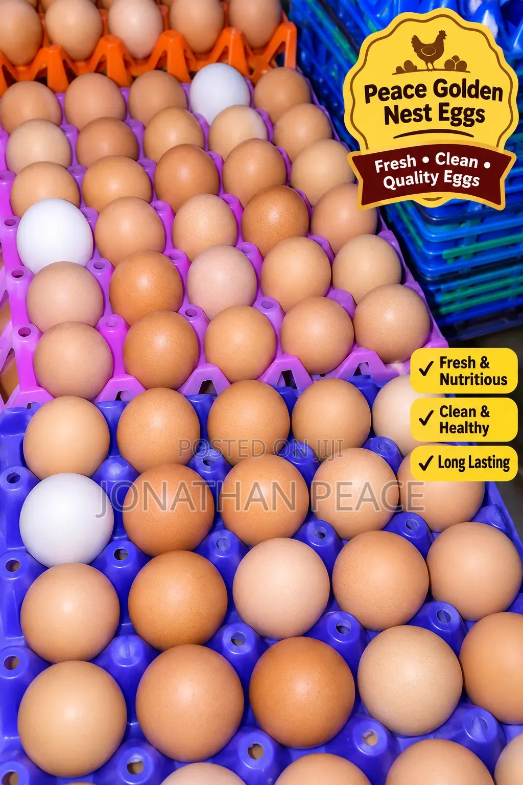 Fresh Quality Eggs for Sale – Wholesale Retail