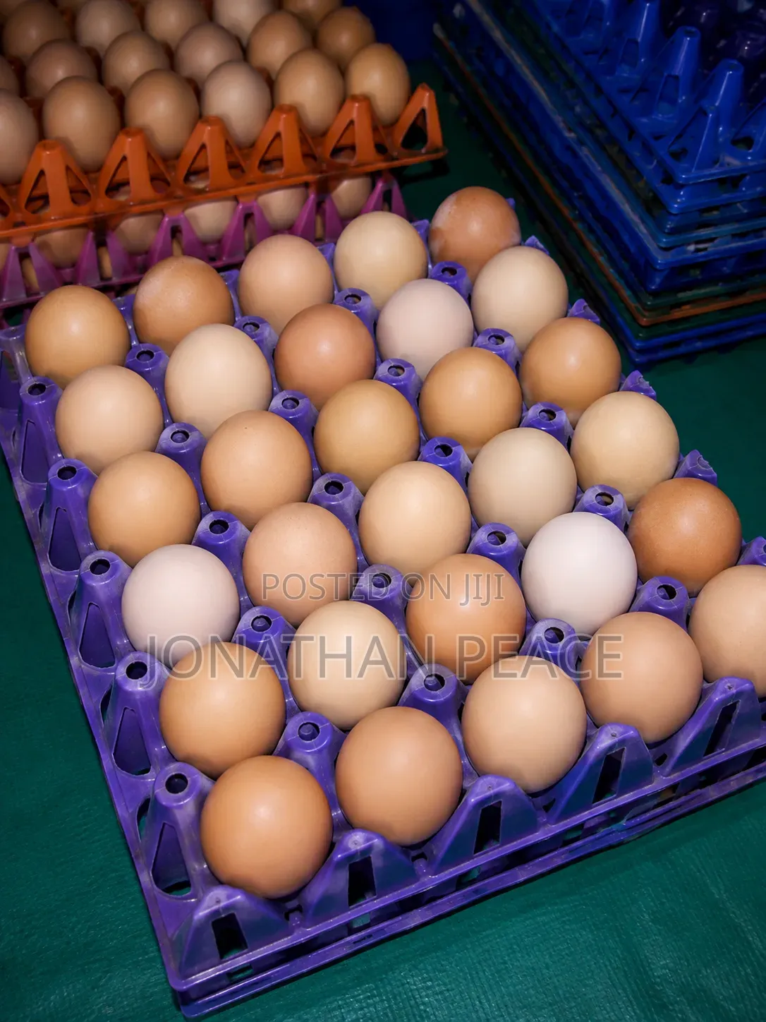 Fresh Quality Eggs for Sale – Wholesale Retail