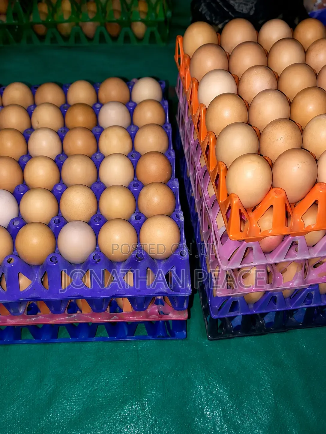 Fresh Quality Eggs for Sale – Wholesale Retail