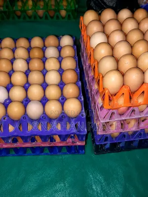 Fresh Quality Eggs for Sale – Wholesale Retail