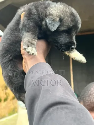 1-3 months Male Purebred Caucasian Shepherd