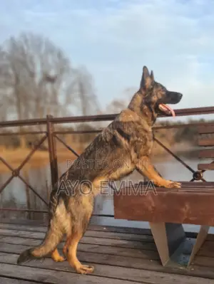 1+ year Female Purebred German Shepherd