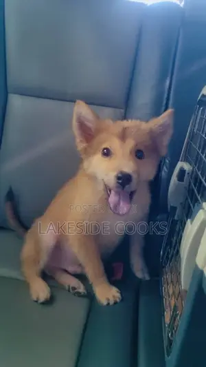 1-3 months Female Purebred Chow Chow