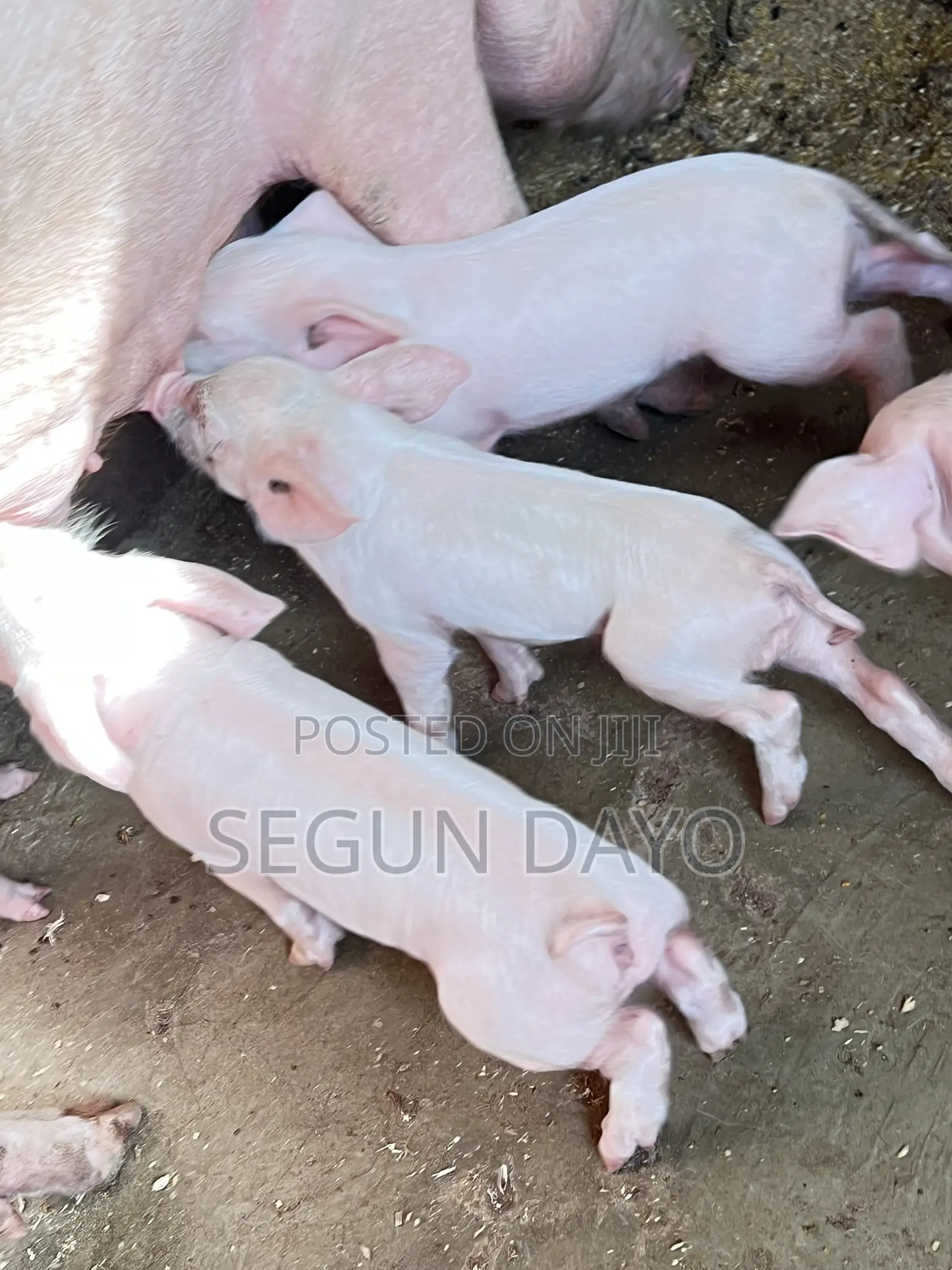 Quality Weaning Pig Available at Owode Ede