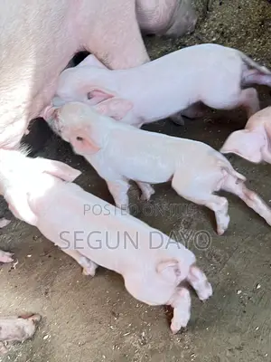 Quality Weaning Pig Available at Owode Ede