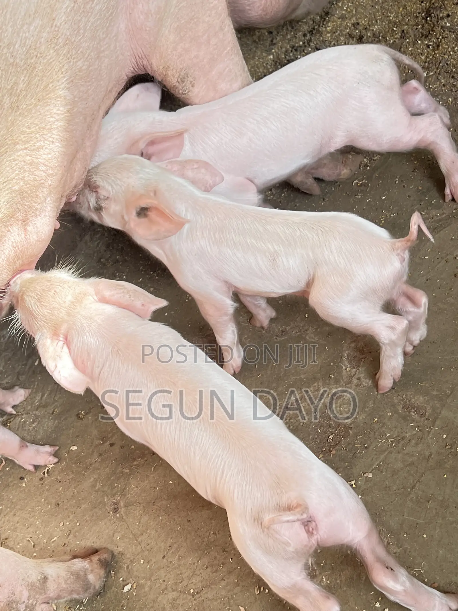 Quality Weaning Pig Available at Owode Ede