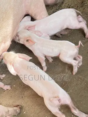 Quality Weaning Pig Available at Owode Ede