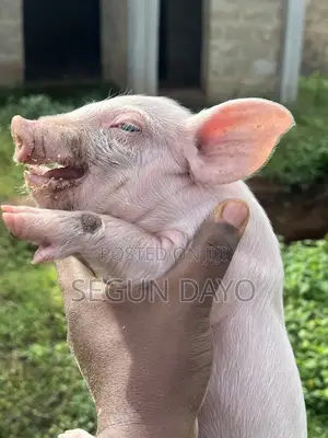 Quality Weaning Pig Available at Owode Ede