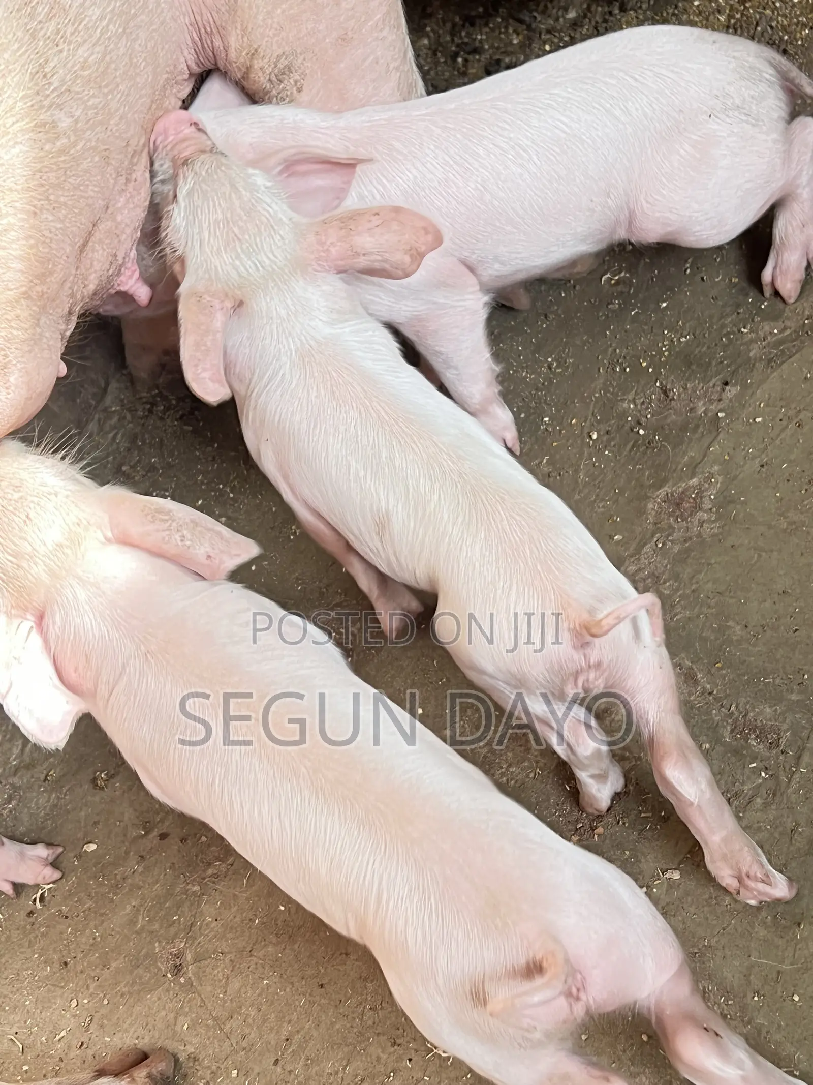 Quality Weaning Pig Available at Owode Ede