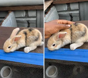 2 Months Old Harlequin Rabbit for Sale
