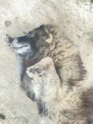 1+ year Male Purebred Caucasian Shepherd