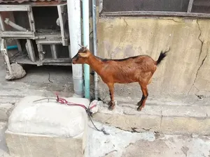Healthy Goats Available for Sale