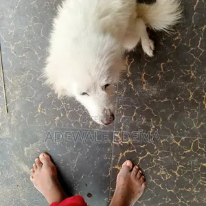 1+ year Female Purebred American Eskimo