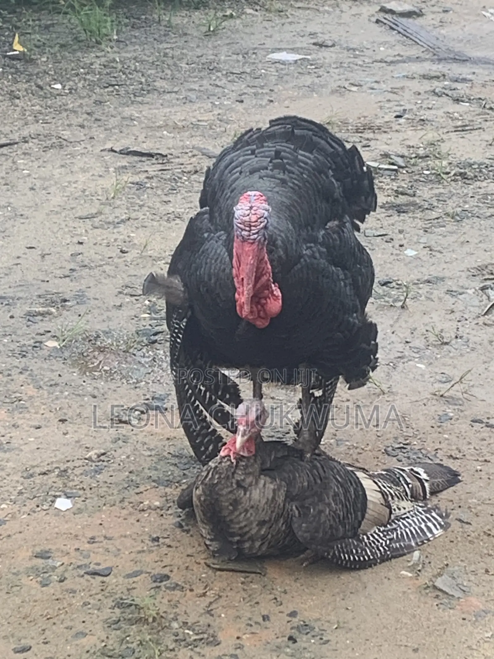 Matured Turkey