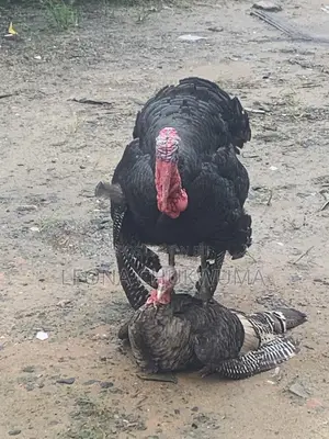 Matured Turkey