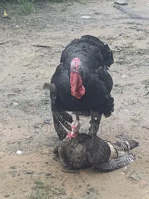 Matured Turkey