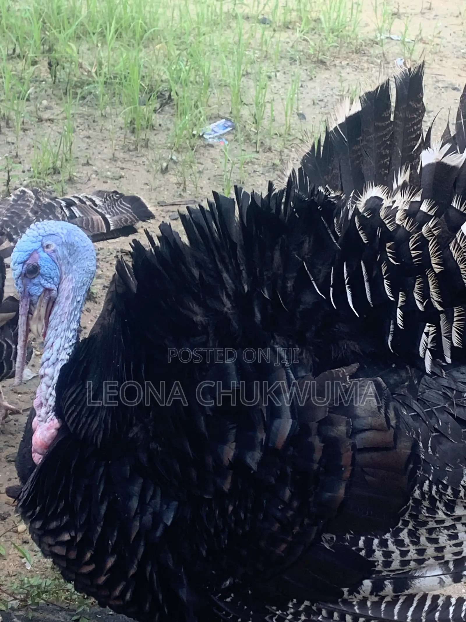 Matured Turkey