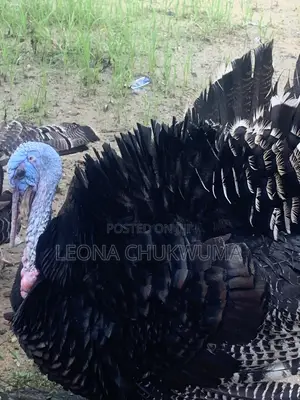 Matured Turkey