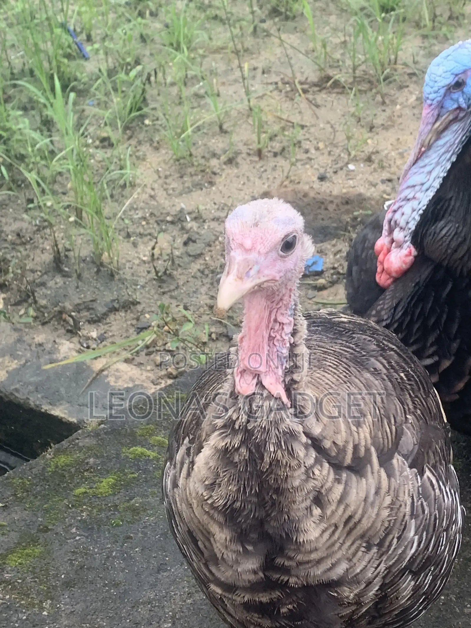 Matured Turkey