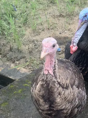 Matured Turkey