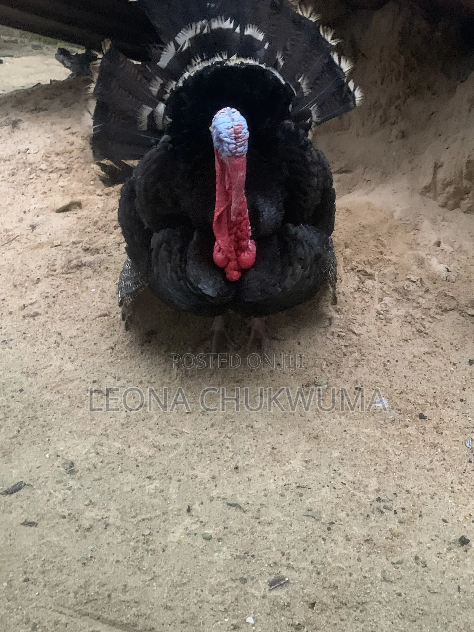 Matured Turkey