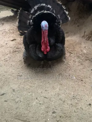 Matured Turkey