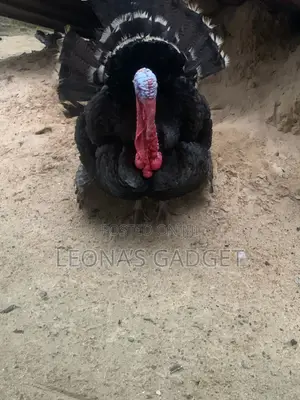 Matured Turkey