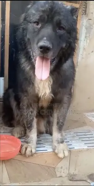1+ year Male Purebred Caucasian Shepherd