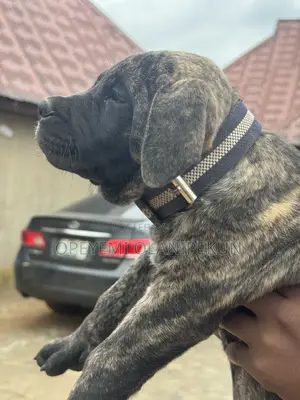 1-3 months Female Purebred Boerboel